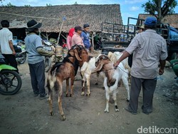 Di Ponorogo, Harga Kambing Turun, Harga Sapi Justru Naik Jelang Idul Adha