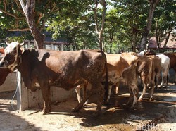 Cegah Virus Corona Menular ke Ternak, Kementan Gelar Investigasi