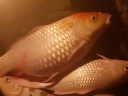 Sedihnya Warga Jakut, Belasan Ikan Koi Mati Gara-gara Listrik Padam