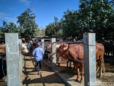 Sapi kurban di Pasar Pahing, Jetis/