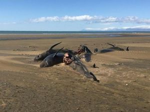 20 Paus Pilot yang Terdampar Misterius di Pantai Islandia Akhirnya Mati