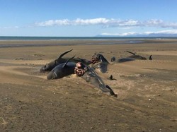 20 Paus Pilot yang Terdampar Misterius di Pantai Islandia Akhirnya Mati
