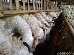 Kurban 1 Kambing untuk Sekeluarga, Sah atau Tidak?