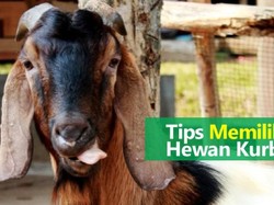 6 Tips Pilih Hewan Kurban yang Layak