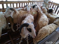 Bolehkah Kurban tapi Belum Aqiqah? Ini Penjelasan Lengkap Ulama