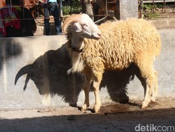 Seribuan Hewan di Makassar Tidak Layak Kurban