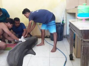 Lumba-lumba Atraksi Hotel di Bali Mati, BKSDA Turun Tangan Lumba-lumba Atraksi Hotel di Bali Mati, BKSDA Turun Tangan