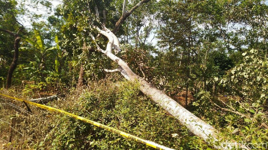 Ini Dia Pohon yang Diduga Sebabkan Blackout 3 Provinsi di Jawa