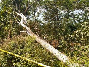 Ini Dia Pohon yang Diduga Sebabkan Blackout 3 Provinsi di Jawa Ini Dia Pohon yang Diduga Sebabkan Blackout 3 Provinsi di Jawa