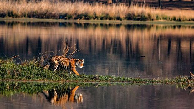 Rekomendasi Tempat Wisata Safari ala 'The Lion King' di Asia