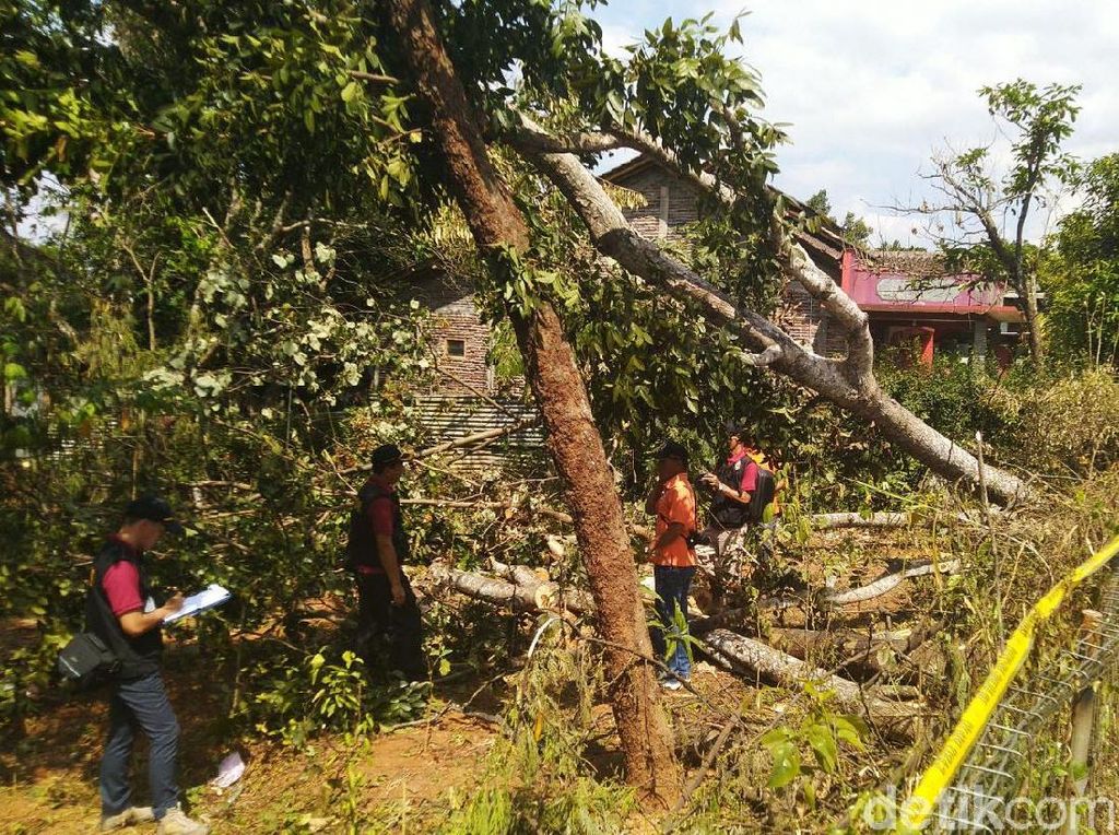 Pohon Sengon Dituding Penyebab Mati Listrik Massal, Ini Kata Bos PLN Pohon Sengon Dituding Penyebab Mati Listrik Massal, Ini Kata Bos PLN