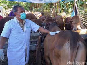 Penjual Hewan Kurban di Surabaya Siap-siap Disidak