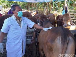 Penjual Hewan Kurban di Surabaya Siap-siap Disidak