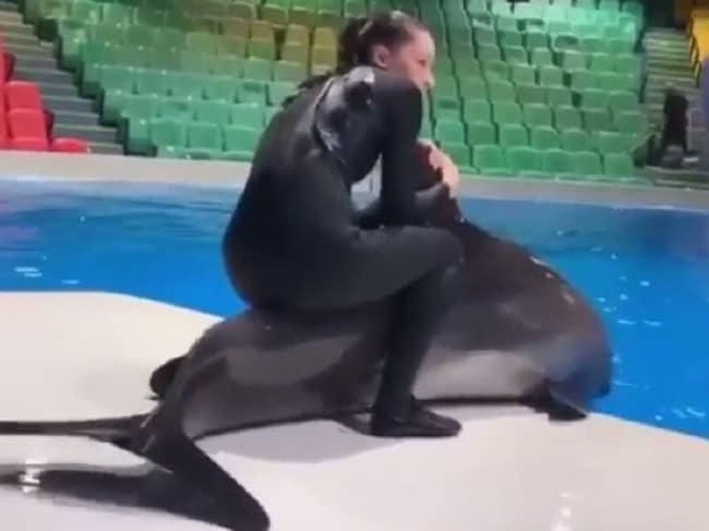 Wanita Ini Duduki Lumba-lumba, Dinilai Menyiksanya