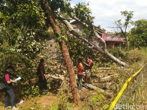 Herannya Ombudsman soal Pohon Picu Pemadaman Herannya Ombudsman soal Pohon Picu Pemadaman