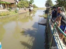 Dulu Penuh Sampah, Sungai di Jepara Kini Bersih Disulap Jadi Tambak Ikan