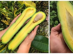 Wouw! Alpukat Langka Ini Punya Panjang Hampir Semeter