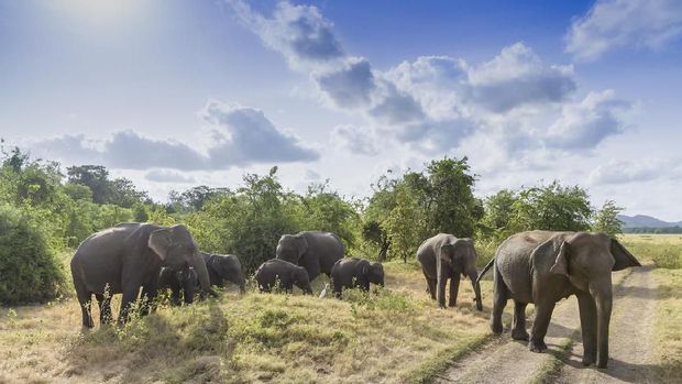 Rekomendasi Tempat Wisata Safari ala 'The Lion King' di Asia