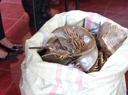 Diduga Hendak Jual 332 Belangkas, 3 Warga Sumut Ditangkap Polisi