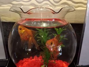 Hotel di Malaysia Sewakan Ikan untuk Traveler Kesepian