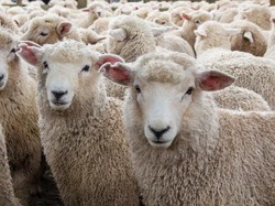 Sering Dianggap Sama, Ini Beda Daging Lamb dan Mutton