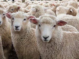 Sering Dianggap Sama, Ini Beda Daging Lamb dan Mutton Sering Dianggap Sama, Ini Beda Daging Lamb dan Mutton