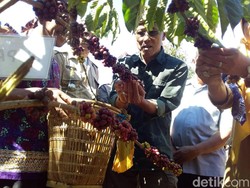 16 Ribu KK di Jabar Manfaatkan Lahan Perhutani untuk Kebun Kopi