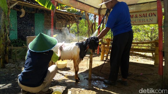 Pilih-pilih binatang kurban (Foto: Charolin Pebrianti)