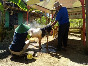 Ingin Berkurban? Ini Tips Memilih Hewan Kurban yang Baik