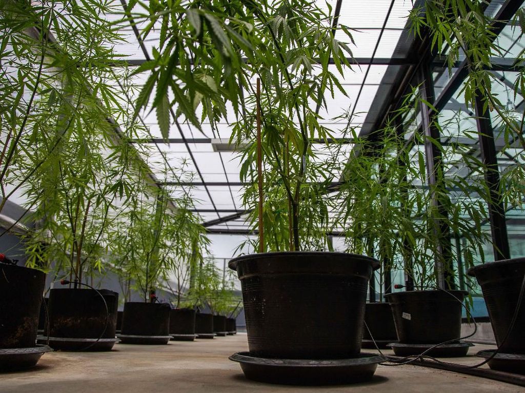 Riset Ganja Medis Terhambat, Perlukah Ajak Ilmuwan Malaysia dan Thailand? Riset Ganja Medis Terhambat, Perlukah Ajak Ilmuwan Malaysia dan Thailand?
