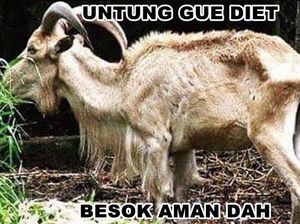 Jelang Idul Adha Ini Meme Hewan Kurban Bikinan Netizen