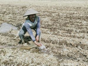 Dilema Petani Jepara Saat Kemarau, Nganggur atau Keluarkan Modal Tinggi