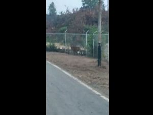 Diduga Ada 2 Harimau yang Muncul di Area Ladang Minyak Riau Diduga Ada 2 Harimau yang Muncul di Area Ladang Minyak Riau