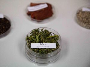 Soal Riset Ganja Medis, Malaysia Selangkah Lebih Maju Soal Riset Ganja Medis, Malaysia Selangkah Lebih Maju