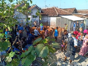 Jelang Idul Adha 2019, Pengiriman Sapi Madura ke Probolinggo Justru Turun Jelang Idul Adha 2019, Pengiriman Sapi Madura ke Probolinggo Justru Turun