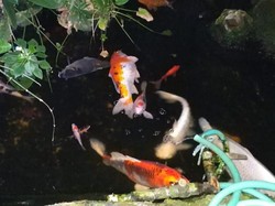 Ikan Koinya Mati, 2 Warga Jaksel Gugat PLN ke PN Jaksel