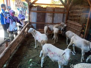 Awasi Lapak Hewan Kurban, Dinas Peternakan Probolinggo Temukan Kambing Cacat