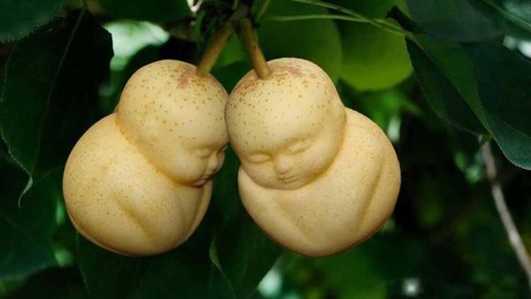 10 Buah Berbentuk Tak Wajar Ini Bikin Orang Tercengang