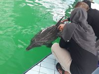 Evakuasi lumba-lumba dari salah satu hotel di Bali