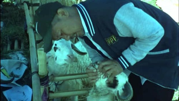 Puluhan Hewan Kurban di Cianjur Belum Cukup Umur dan Belekan 