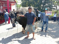 Sapi Seberat 1.132 Kg Menang Kontes Hewan Kurban di Sidoarjo