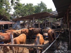 Sapi Mati Terjangkit PMK di Mojokerto Terus Bertambah