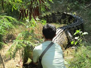 BKSDA Evakuasi 2 Lumba-lumba dan 3 Buaya Muara dari Hotel di Bali BKSDA Evakuasi 2 Lumba-lumba dan 3 Buaya Muara dari Hotel di Bali