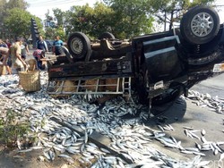 Pecah Ban Bikin Pikap Muat Bandeng Terbalik di Lamongan
