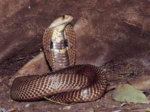 Viral Wanita Sewa King Kobra untuk Bunuh Pacar, Ternyata karena Ini Viral Wanita Sewa King Kobra untuk Bunuh Pacar, Ternyata karena Ini