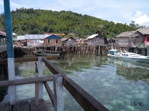 Menyapa Banggai Cardinal Fish di Pulau Banggai