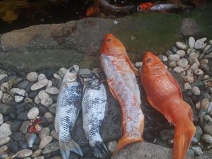 Ikan Koi Mati, Warga Jaksel Gugat PLN Ganti Rugi Rp 11,1 Juta