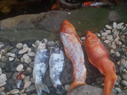 Ikan Koi Mati, Warga Jaksel Gugat PLN Ganti Rugi Rp 11,1 Juta