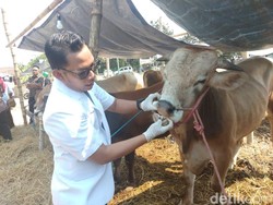Hewan Kurban yang Akan Dijual di Sidoarjo Harus Punya Surat Kesehatan