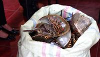 Ini 332 Belangkas yang Disita dari Pengumpul Kepiting